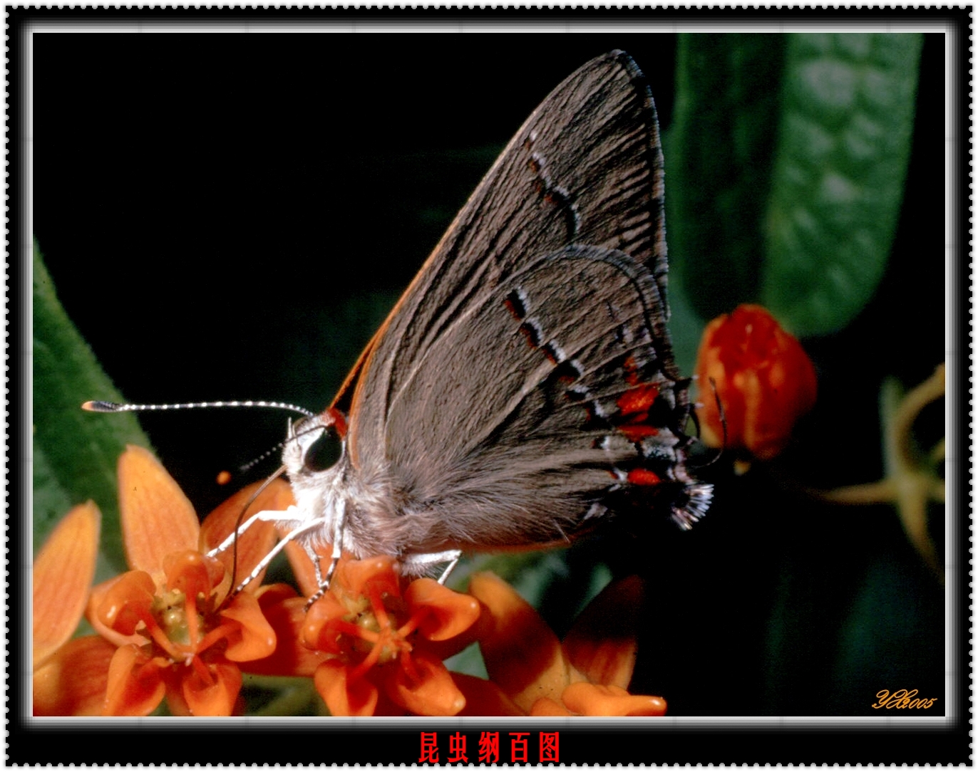 昆虫纲百图精选求精