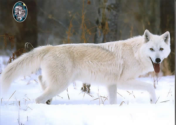 狼图腾之我愿为狼 (完美图片)